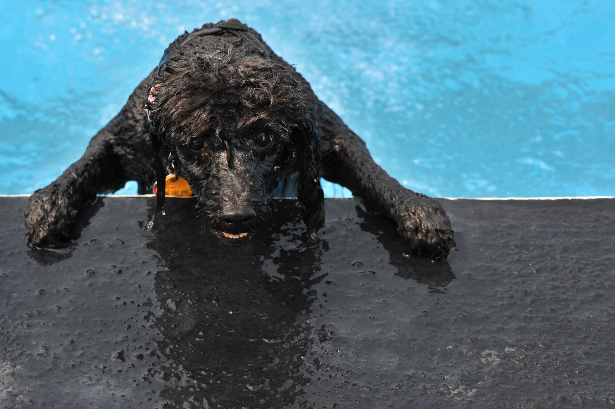 A miniature poodle attempts to get out of the Defender Pool during Dog Day at Osan Air Base, Republic of Korea, Sept. 8, 2013. The 51st Force Support Squadron hosted the event for a day of fun and excitement for dogs and their owners. (U.S. Air Force photo/Staff Sgt. Emerson Nuñez)