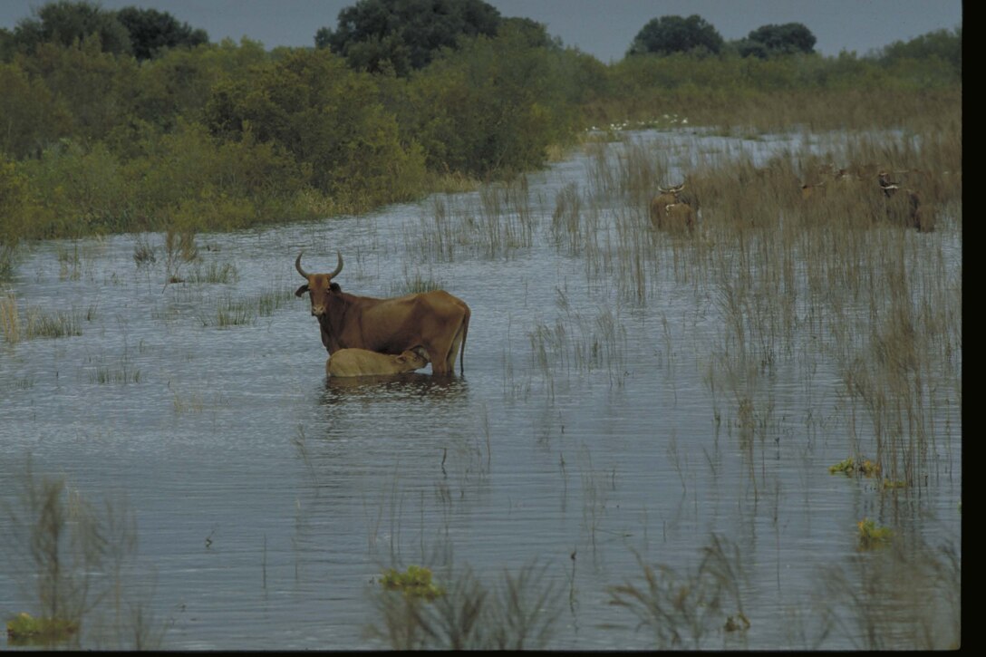 Cattle wading through the Kissimmee River
