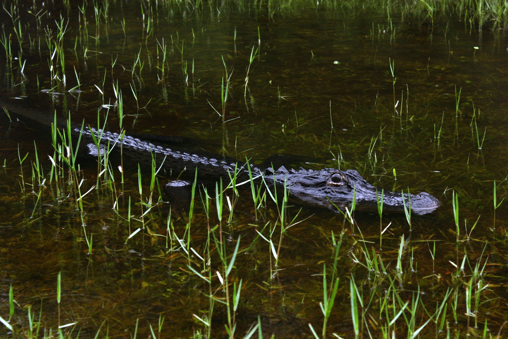 Several different types of wildlife share the base with the residents and personnel at Hurlburt Field.(courtesy photo)