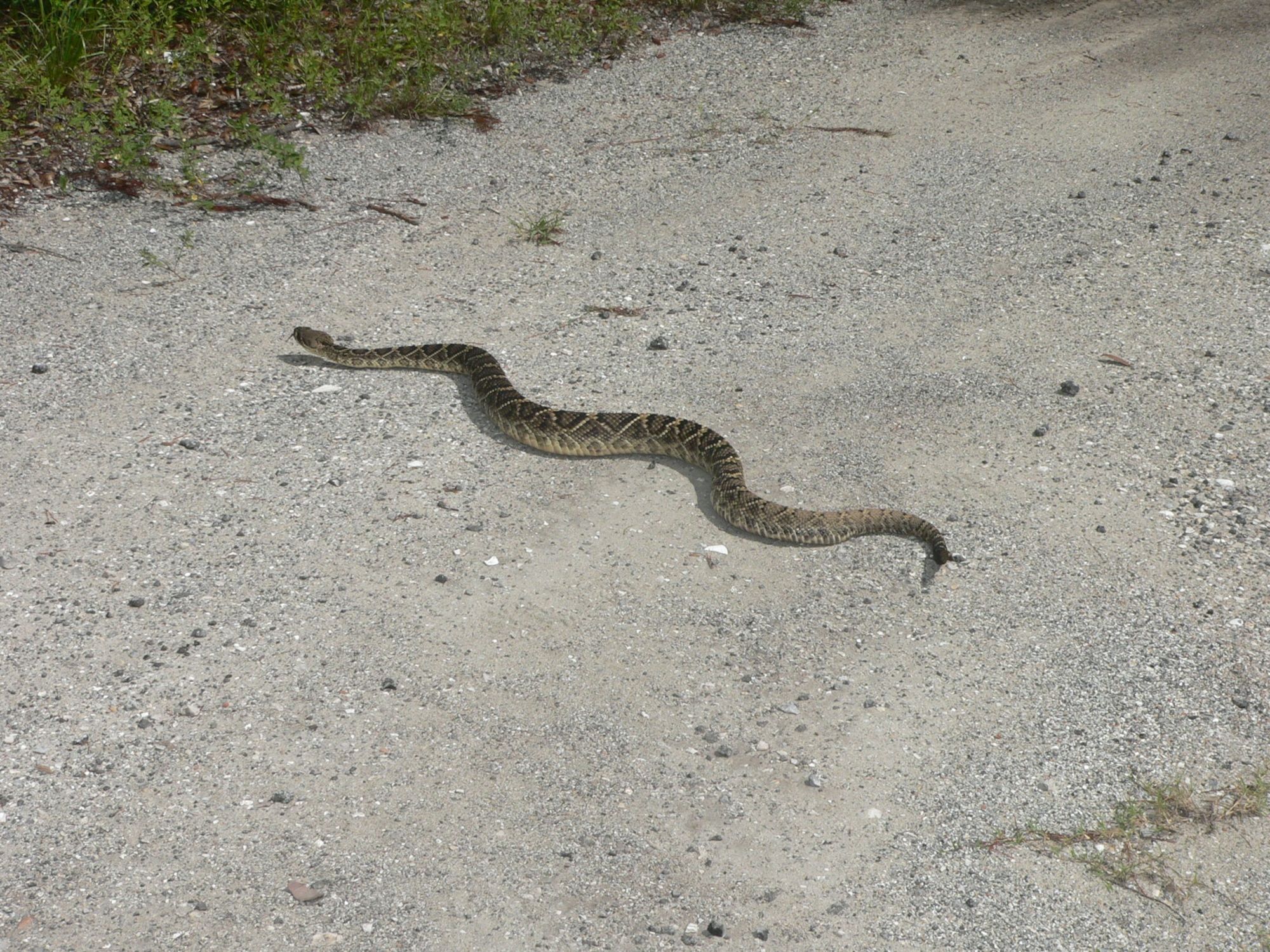 Several different types of wildlife share the base with the residents and personnel at Hurlburt Field.(courtesy photo)