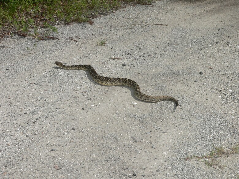 Alligator And Snake Sightings On The Rise Hurlburt Field
