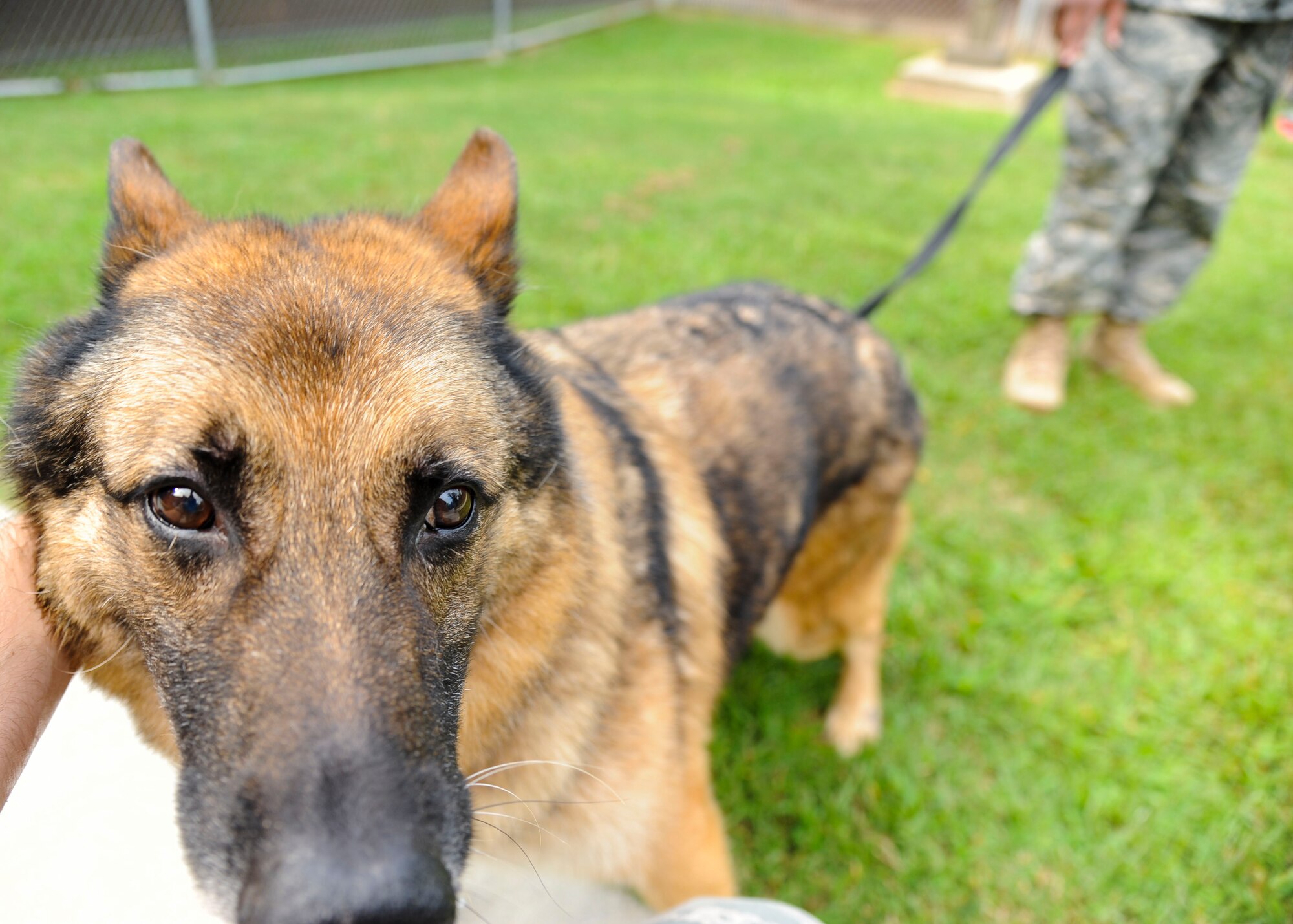 Duuk, 3rd Military Police Detachment explosives detection military working dog, was adopted at Fort Eustis, Va., Sept. 9, 2013, thanks to “Robby's Law.” “Robby’s Law,” passed in 2000, allows families to adopt MWDs after a screening process performed by the Department of Defense. (U.S. Air Force photo by Airman 1st Class Austin Harvill/Released)