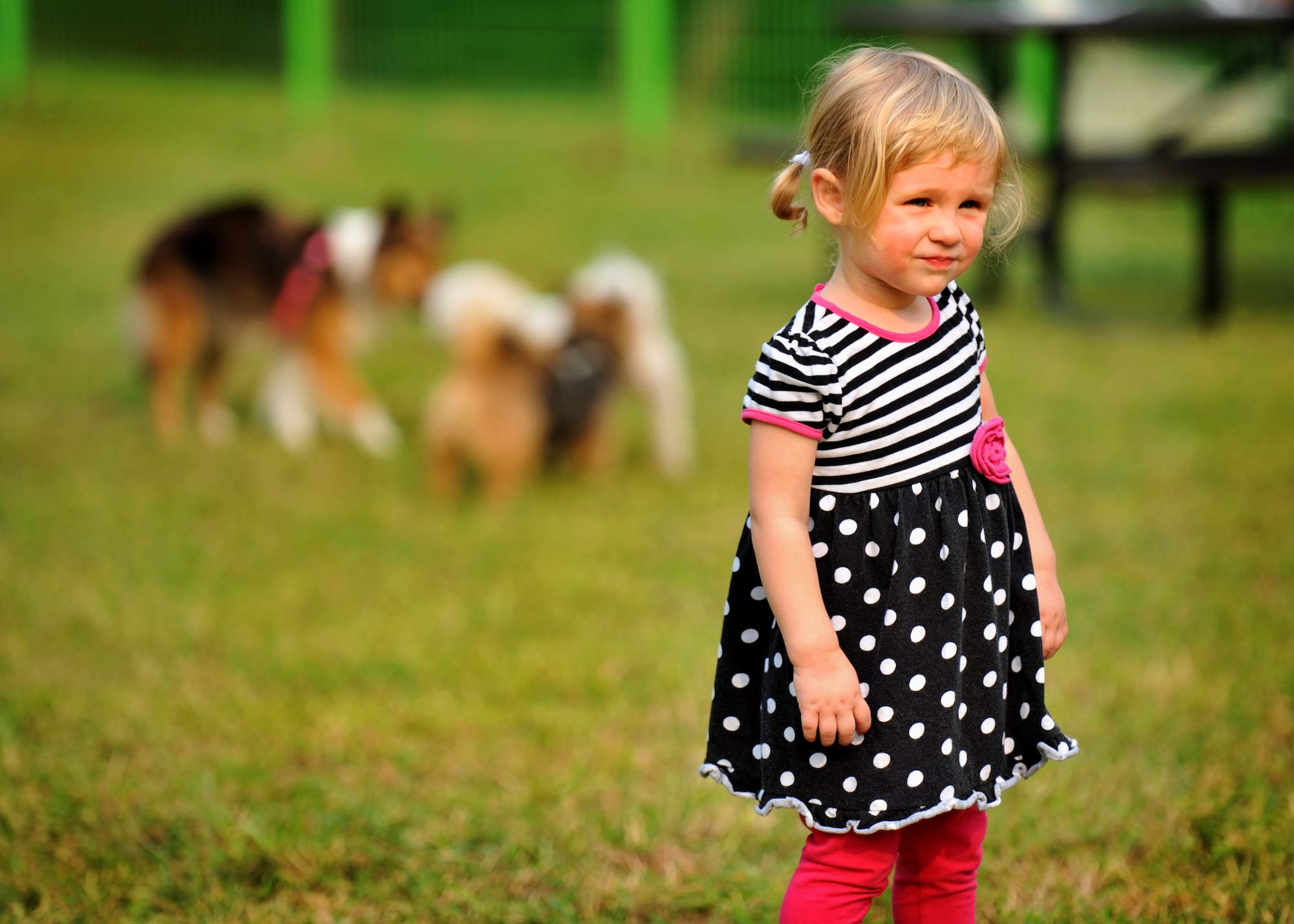 Cora Mitchell, 2, daughter of Maj. Timothy Mitchell, 51st Operations Group standards and evaluations chief, stands in the newly opened dog park during its grand opening at Osan Air Base, Republic of Korea, Sept. 9, 2013. The dog park provides a sanctuary where families can bring their four-legged friends and enjoy a fun-filled day within the park’s confines. (U.S. Air Force photo/ Senior Airman Siuta B. Ika)