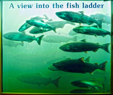 More than 350,000 Chinook salmon have passed Bonneville Dam during the 2013 fall migration. A record-breaking 68,000 Chinook were counted on Sept. 9, 2013. The highest ever count before this was just more than 47,000 on Sept. 11, 2003.