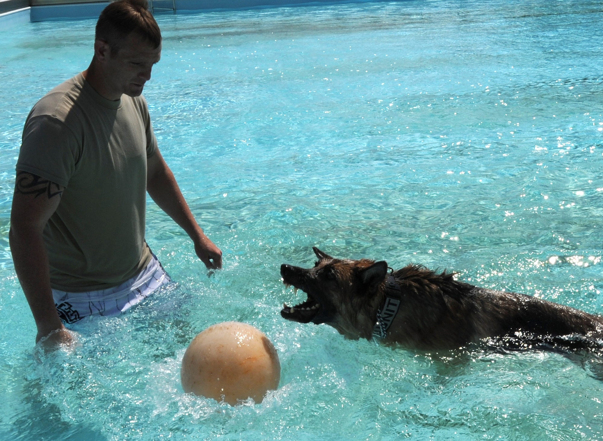 Senior Airman Brian Claypool, 22nd Security Forces Squadron military working dog handler, encourages his dog Rakker with a toy Sept. 10, 2013, at McConnell Air Force Base, Kan. Dogs assigned to the 22nd SFS kennel section receive specialized training once a year at the base pool to familiarize them with bodies of water and encourage them to properly perform working duties in an environment they are not typically exposed to. (U.S. Air Force photo/Senior Airman Laura L. Valentine)