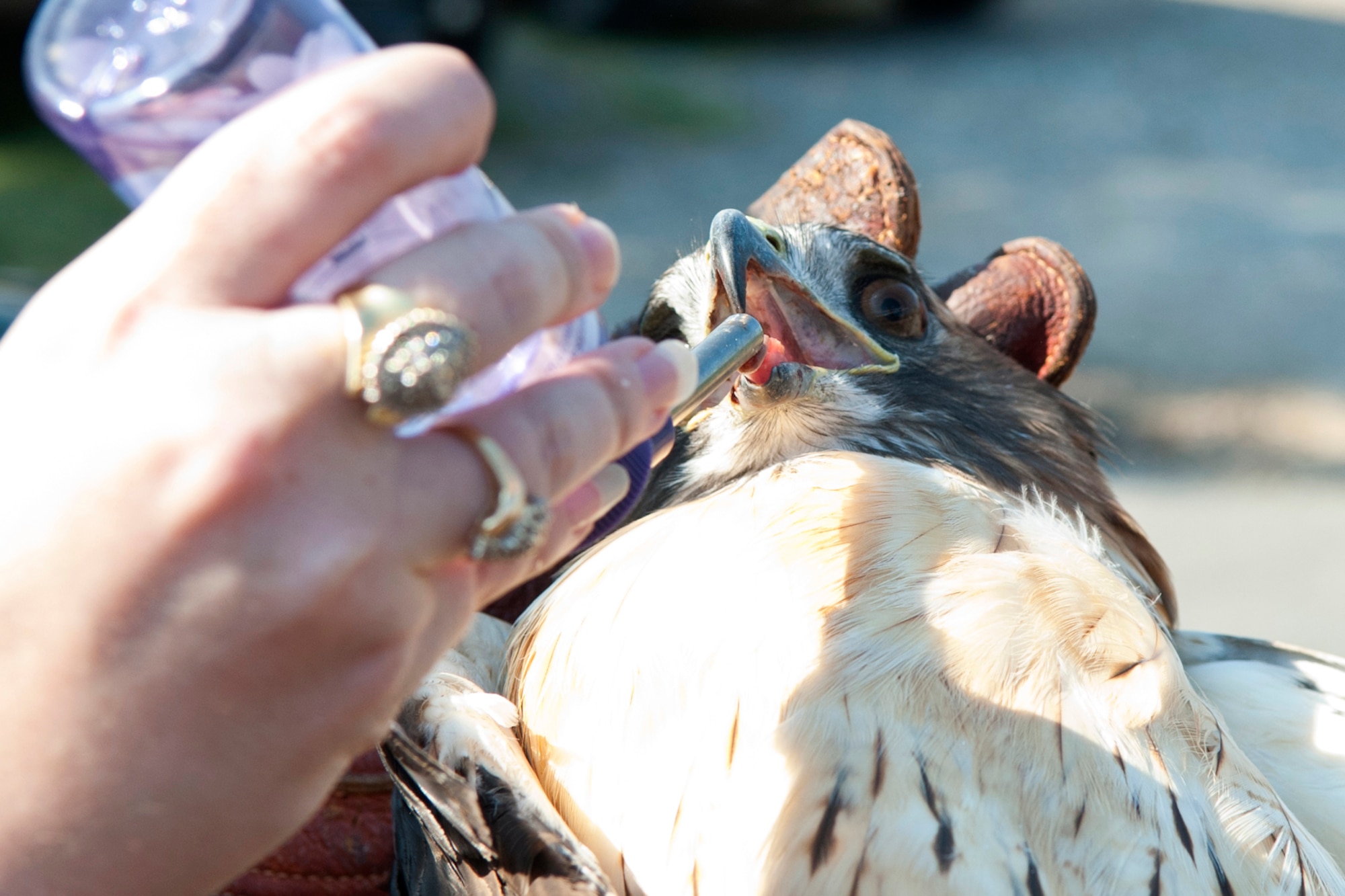 An injured Red-tailed Hawk is given water by local Falconer Kimberly Porras after the bird of prey was found behind the 307th Bomb Wing headquarters building at Barksdale Air Force Base, La., Sept. 9, 2103. Porras, who performs about 4-5 Raptor rescues a year, assessed the birds over all condition, which was "very healthy", other than her wing injury. The Red-tailed Hawk (Buteo jamaicensis) is a bird of prey, one of three species colloquially known in the United States as the "chickenhawk", though it rarely preys on standard-sized chickens. The bird was transported to a veterinarian for treatment, and if the injuries to her wing can heal, plans are to return the bird to the wild. (U.S. Air Force photo by Master Sgt. Jeff Walston/Released)