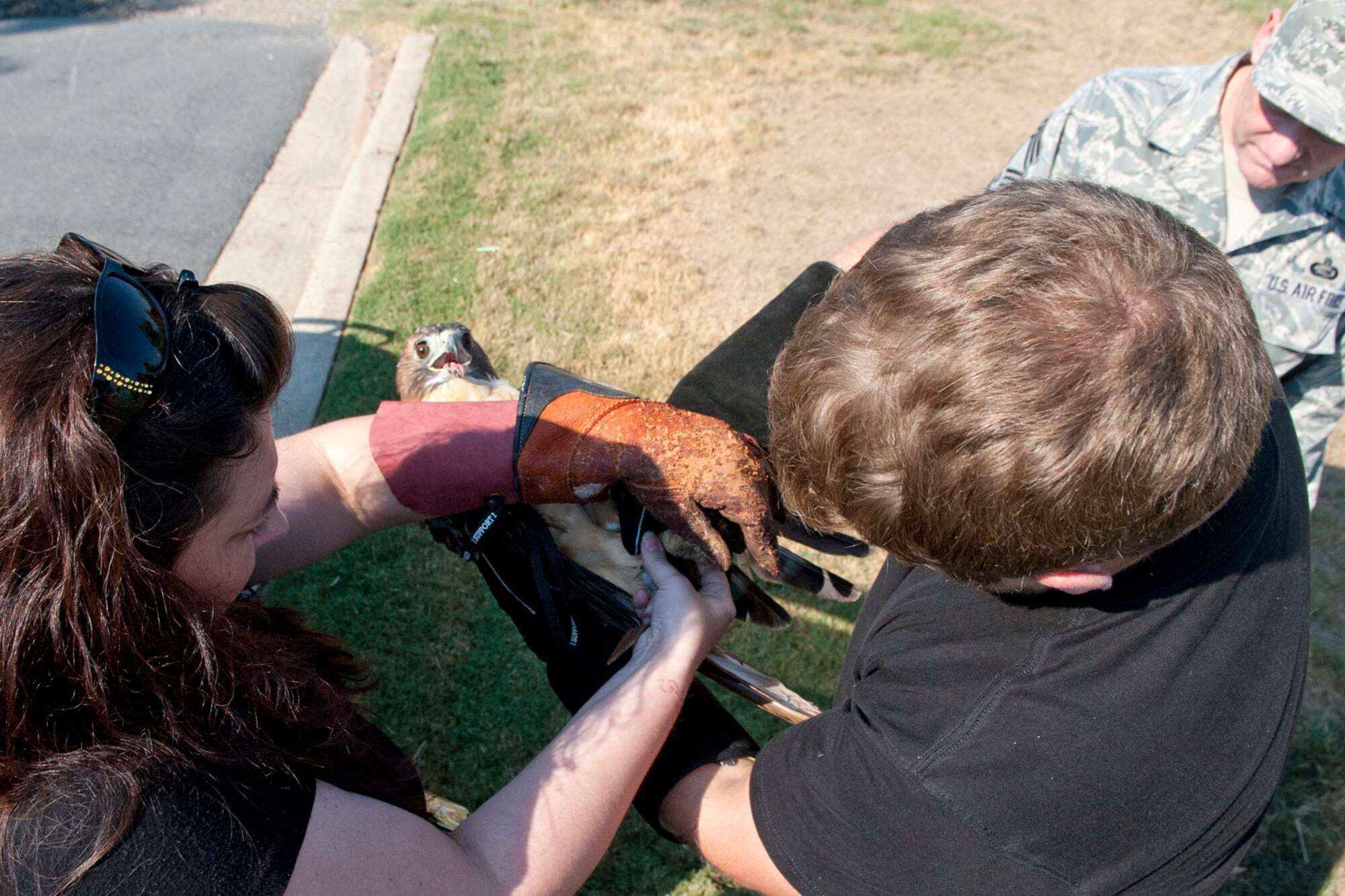 U.S. Air Force Chief Master Sgt. Douglas McClain, superintendent, 307th Force Support Squadron, looks on as Kimberly L. Porras and Corey Sims, puts temporary cuffs on the legs of an injured Red-tailed Hawk during a Raptor rescue behind the 307th Bomb Wing headquarters building at Barksdale Air Force Base, La., Sept. 9, 2103. The cuffs allowed Porras, a local Falconer, and Sims, a U.S. Department of Agriculture Wildlife Biologist, to control the bird while they prepared her for transportation to a veterinarian for medical attention. A Falconer since 2008, Porras performs about 4-5 Raptor rescues a year.  She assessed the bird's over all condition, which was "very healthy" other than her injury. The Red-tailed Hawk (Buteo jamaicensis) is a bird of prey, one of three species colloquially known in the United States as the "chickenhawk," though it rarely preys on standard-sized chickens. If the injury to the bird's wing can heal properly, plans are to return it to the wild. (U.S. Air Force photo by Master Sgt. Jeff Walston/Released)