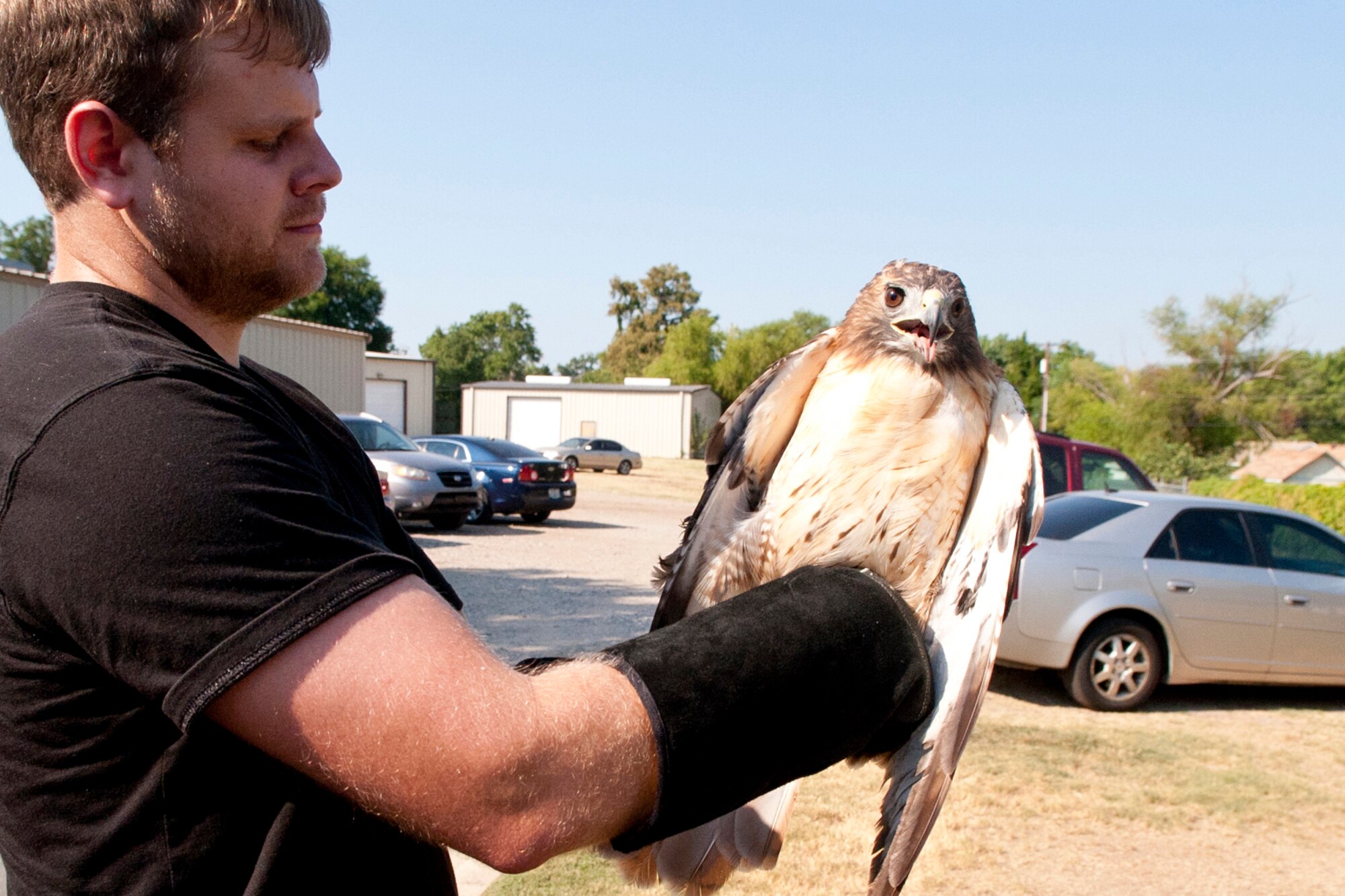 U.S. Department of Agriculture Wildlife Biologist Corey Sims holds an injured Red-tailed Hawk during a Raptor rescue behind the 307th Bomb Wing headquarters building on Barksdale Air Force Base, La., Sept. 9, 2103. When the injured hawk was found, Sims was called to help. A local falconer, Kim Porras, who is experienced with Raptor rescues, assessed the birds over all condition as "very healthy" other than a wing injury. The hawk was secured and transported for medical attention. If the injury to her wing can heal, plans are to return the bird to the wild.  (U.S. Air Force photo by Master Sgt. Jeff Walston/Released) 
