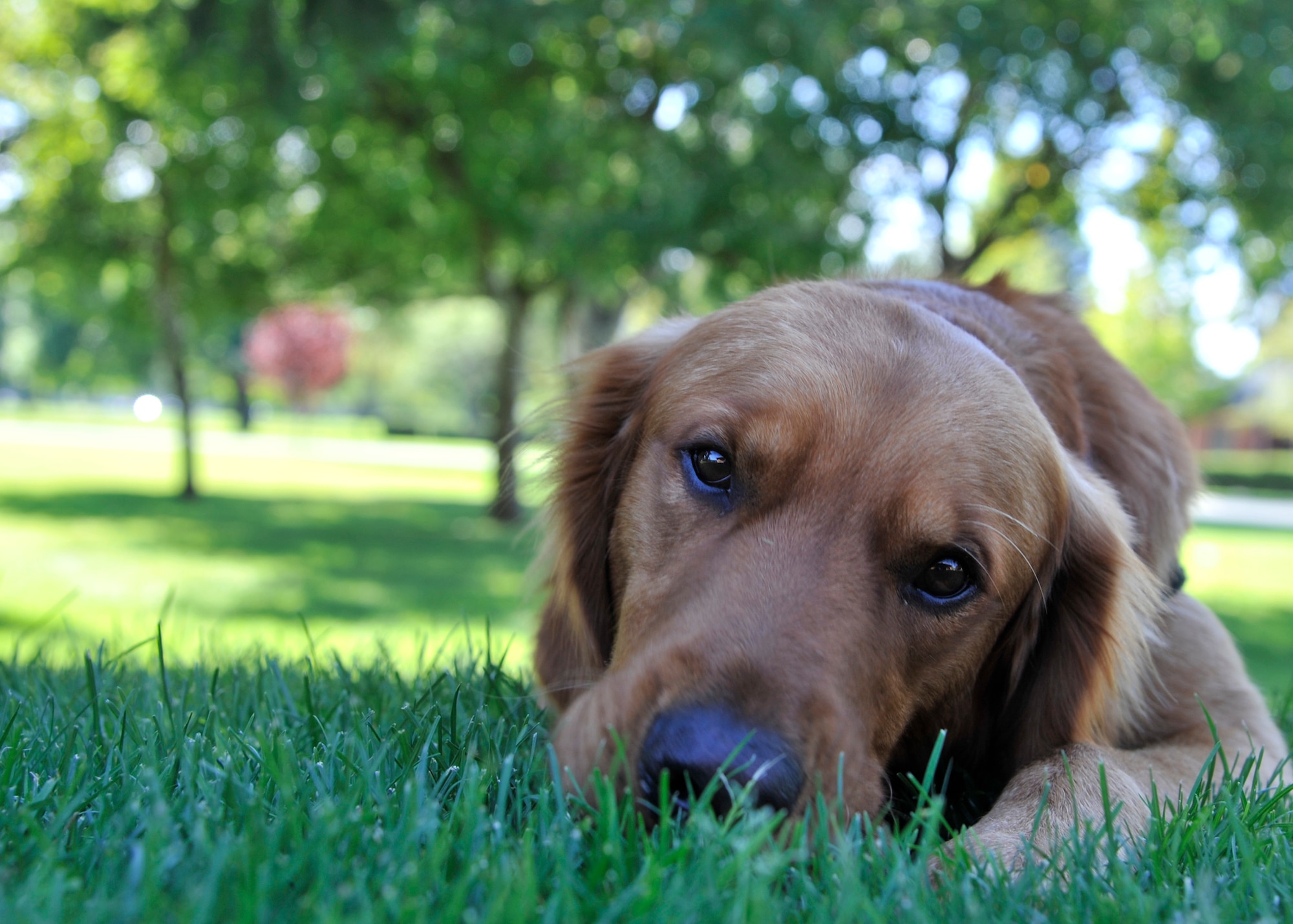 Luke, a golden retriever, was adopted by Staff Sgt. Abigail Foster, Phoenix Star Program member, in 2011 in Spokane, Wash. Foster and her husband are in the process of training Luke to become a state certified service dog, however once you remove his gear, Luke acts just as any other dog. (U.S. Air Force photo by Senior Airman Mary O'Dell/Released)