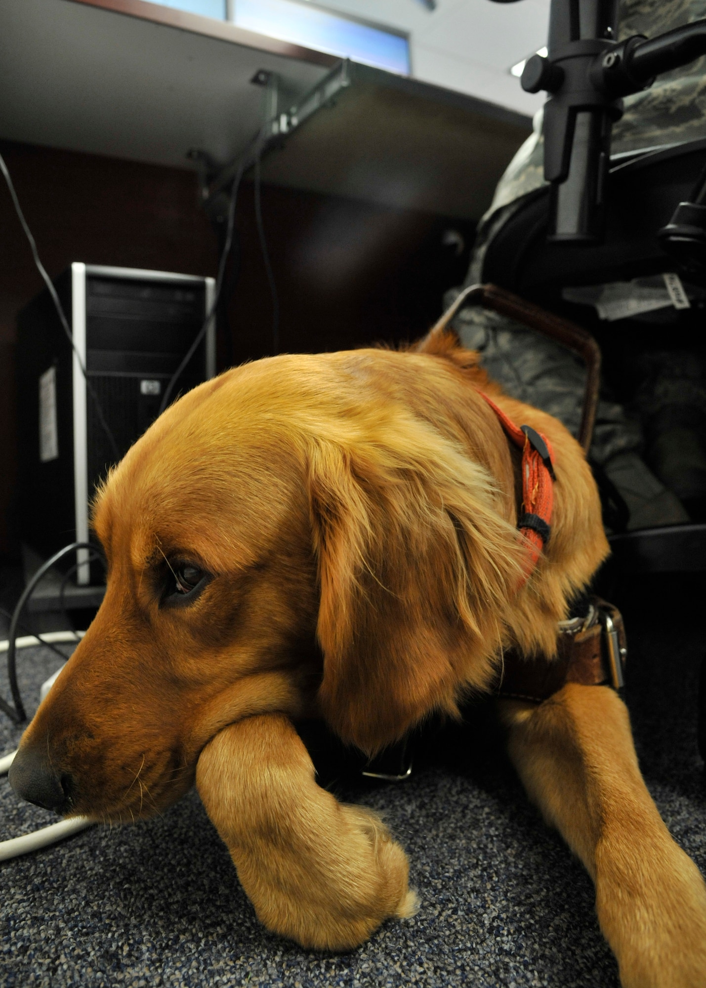 Luke, a golden retriever, lays down next to his owner, Staff Sgt. Abigail Foster, Phoenix Star Program member, while she works at Fairchild Air Force Base, Wash., Sept. 12, 2013. After many surgeries performed and illnesses diagnosed, Foster decided to train Luke to become a service dog to assist in her day-to-day activites. (U.S. Air Force photo by Senior Airman Mary O'Dell/Released)