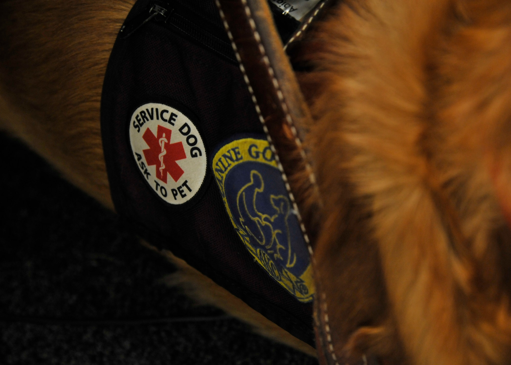 Luke, a golden retriever, was adopted by Staff Sgt. Abigail Foster, Phoenix Star Program member, in 2011 in Spokane, Wash. Foster and her husband are in the process of training Luke to become a state certified service dog. (U.S. Air Force photo by Senior Airman Mary O'Dell/Released)