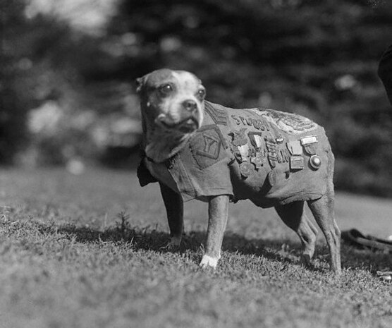 Sgt. Stubby wearing a his coat and medals. Stubby served in 17 battles and fought in four major allied offensives during WWI. (Courtesy photo)