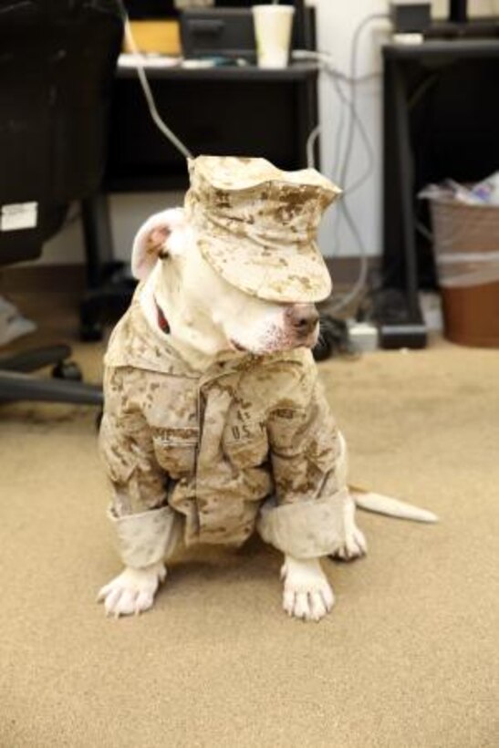 Samson poses for a photo in his cammoflauge utilities while visting offices on base, Sep. 9.


