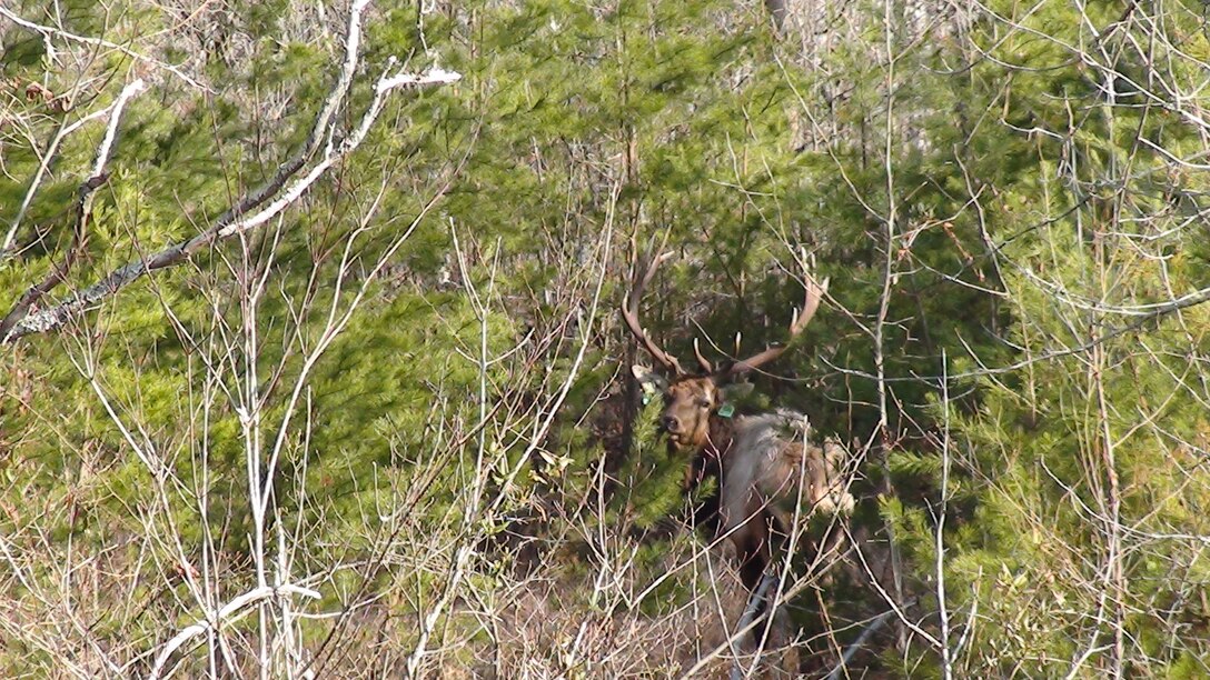 Elk at Dewey Lake