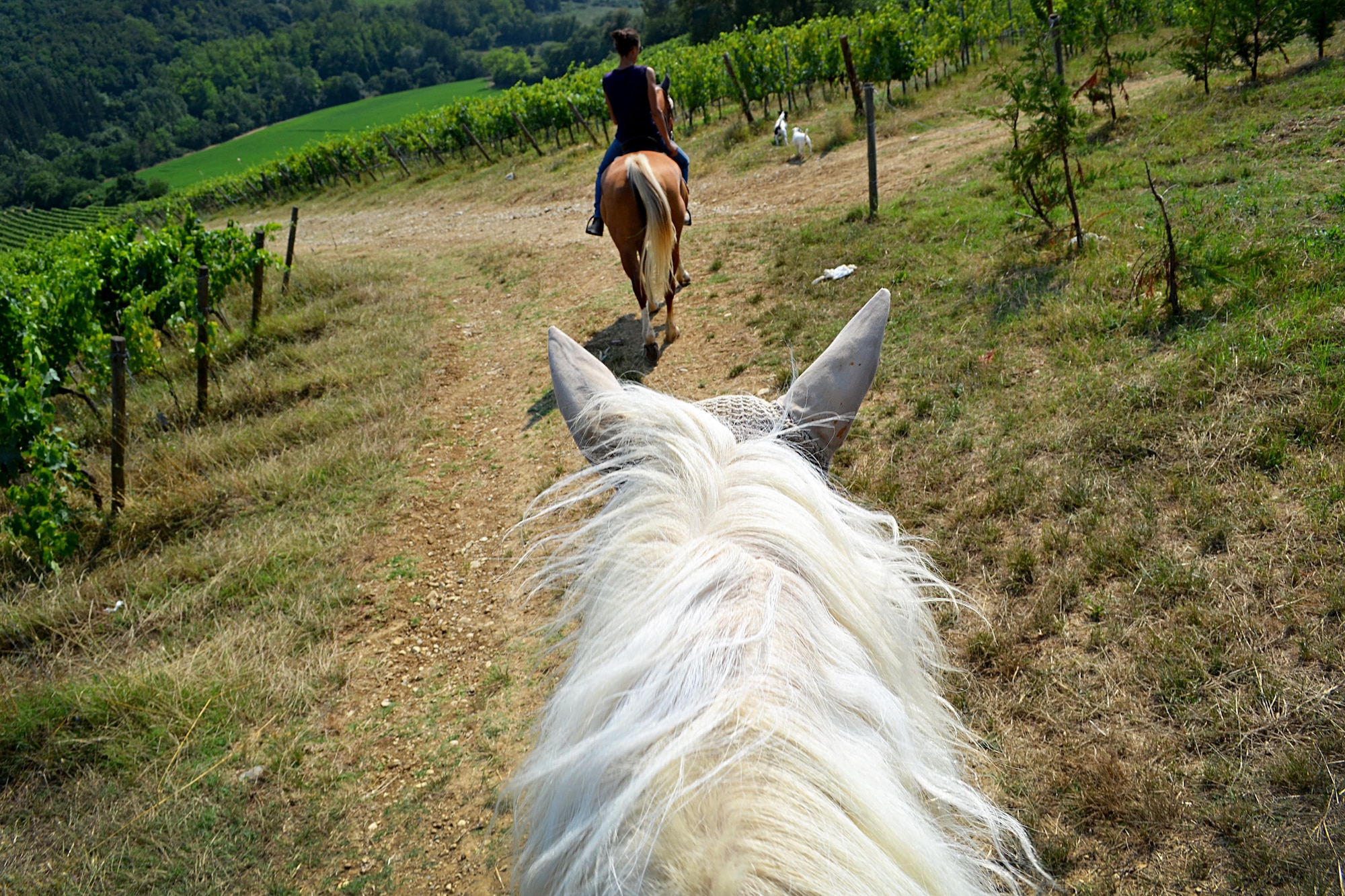 Samantha the horse follows the tour guide during a horseback riding tour in
the Chianti region. The Chianti region in the Tuscan countryside offers a
picturesque scenery with perfectly aligned vineyards and olive groves. (U.S.
Air Force photo/Staff Sgt. Evelyn Chavez)
