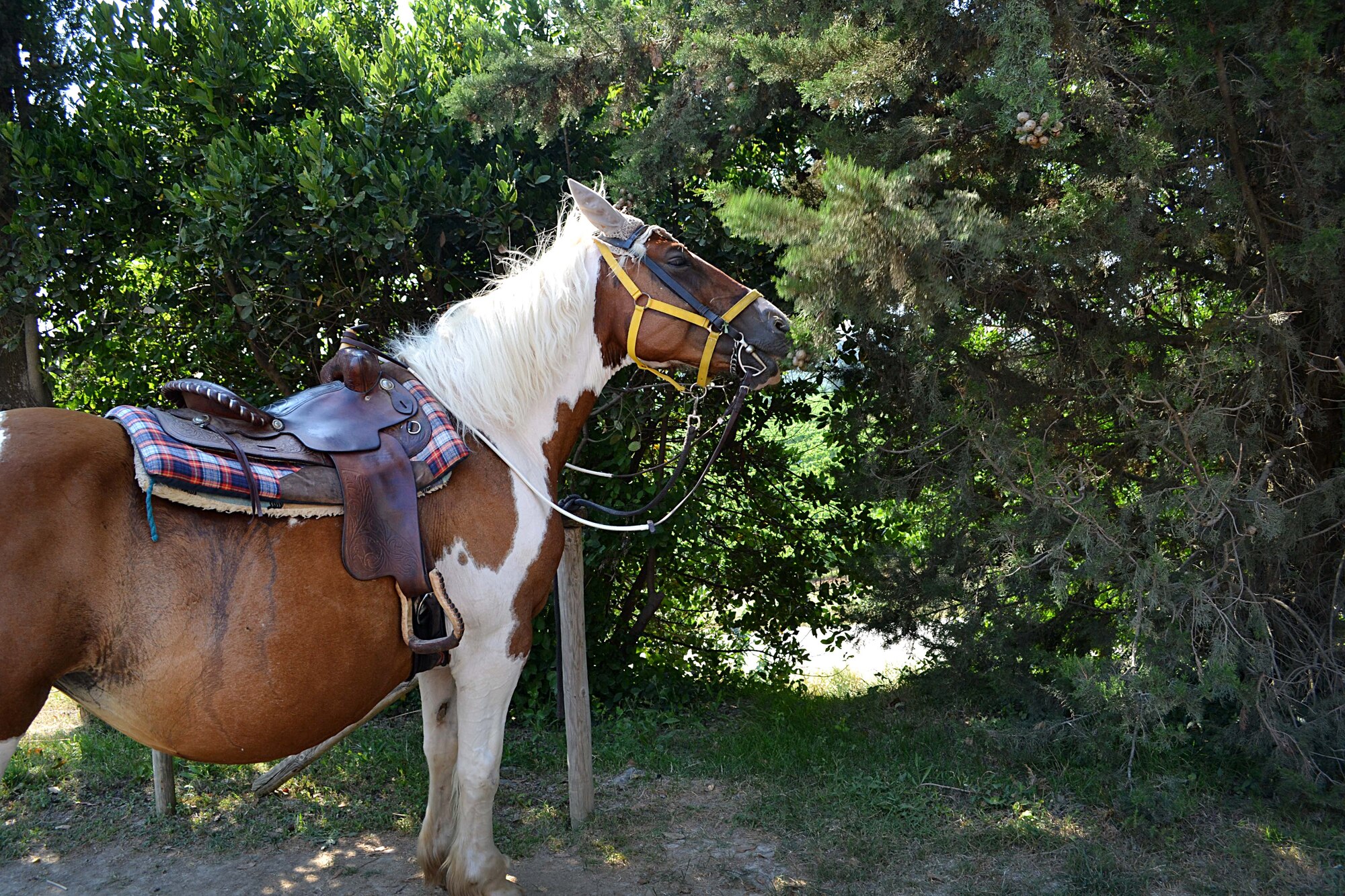 Samantha the horse eats from a tree during a guided tour throughout the
Chianti region. The Chianti region in the Tuscan countryside offers a
picturesque scenery with perfectly aligned vineyards and olive groves. (U.S.
Air Force photo/Staff Sgt. Evelyn Chavez)
