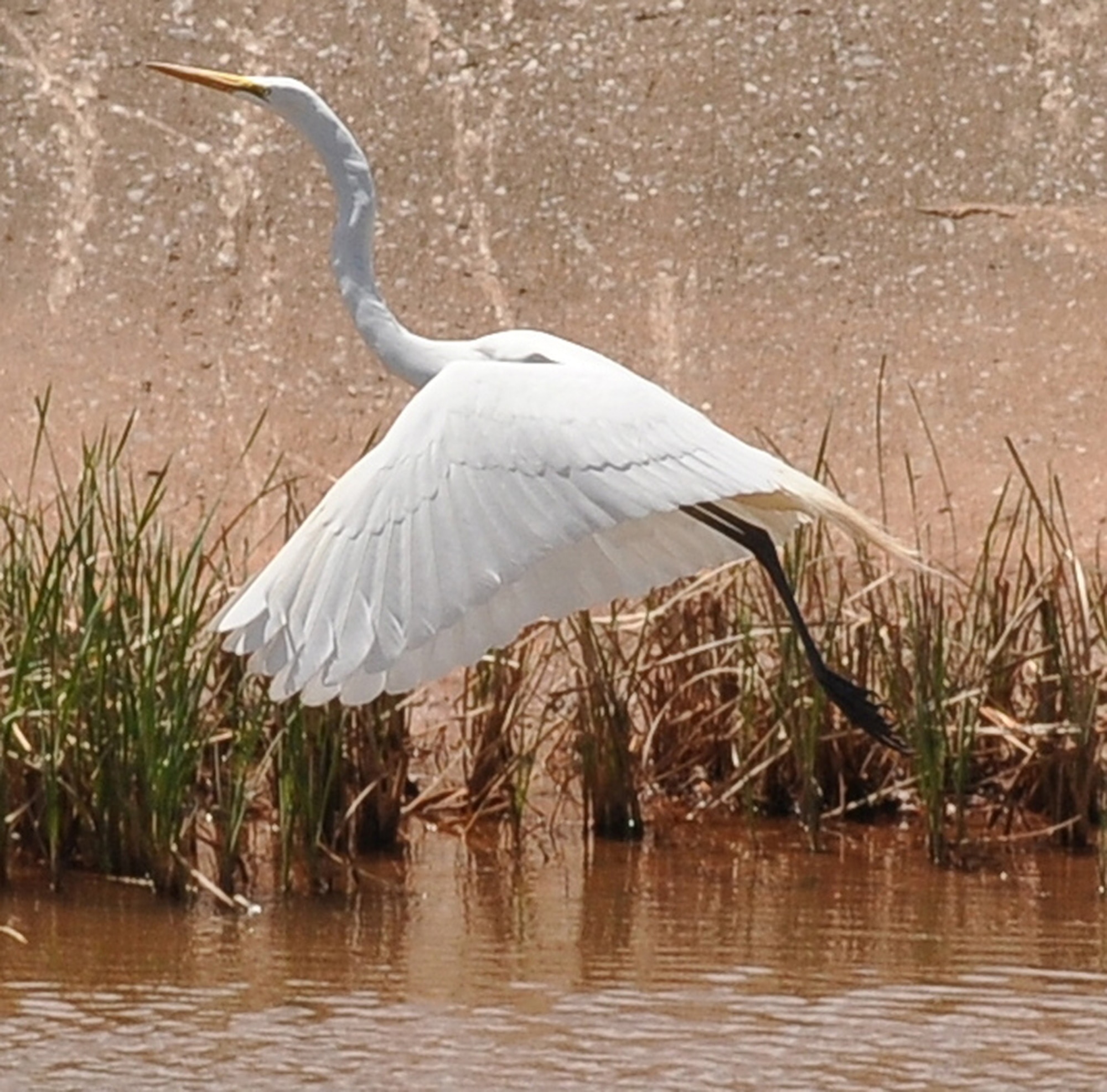 A great egret takes flight from a creek flowing through Tinker Air Force Base recently. According to Tinker officials, the seasonal time for large numbers of birds migrating south for the winter is near. Each year, more than 10 million migratory birds—  including egrets, cranes, ducks, geese and pelicans — travel through Oklahoma and the rest of the Central Flyway twice a year. (Air Force photo by Chad Jespersen)
