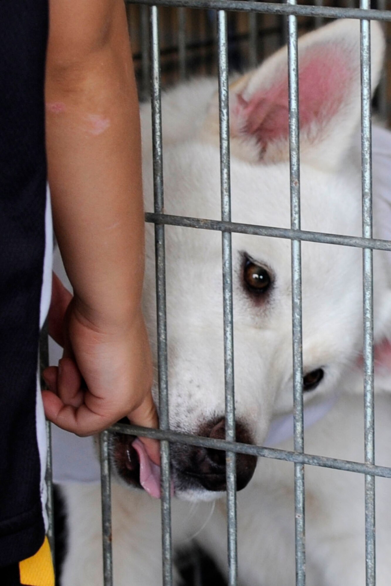 Koda, a Siberian Huskey, gives Tegan Buckson a lick during the Humane Society of Northwest Louisiana adoption event at the Barksdale Exchange on Barksdale Air Force Base, La., Sept. 14, 2013. Teagon is the son of Tech. Sgt. Noel Buckson, 2nd Maintenance Squadron, who was looking for the right fit in an adopted pet for his son. The Humane Society of Northwest Louisiana is one of three “no kill” shelters in the Shreveport/Bossier City area. HSNWL supports several events each month, which include adoptions, washing, fund raising and awareness events. (U.S. Air Force photo by Master Sgt. Jeff Walston/Released)