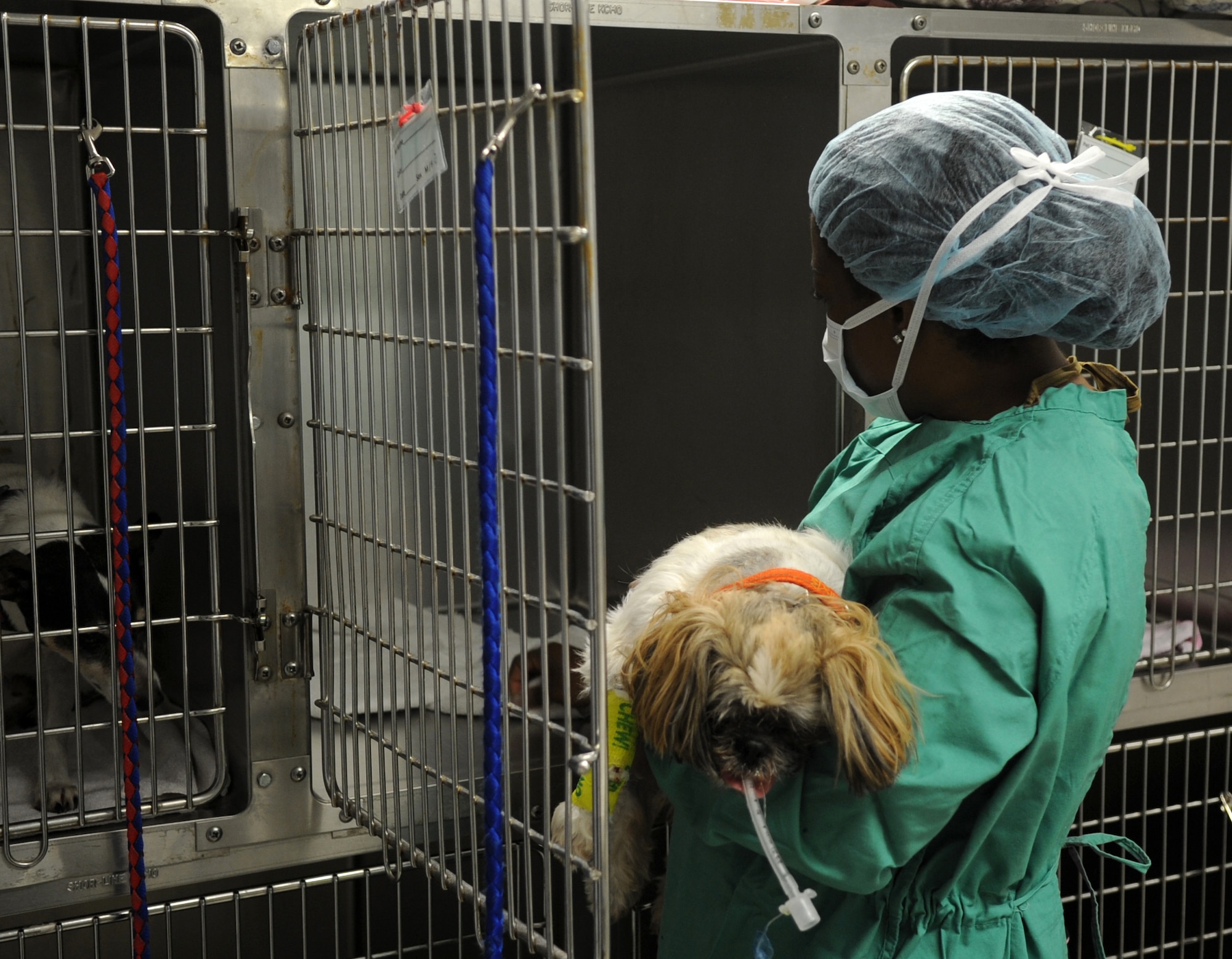 Dr. Arnetha Brooks, Veterinary Treatment Facility veterinarian, removes a mass from a dog during surgery Aug. 22, 2013, at Little Rock Air Force Base, Ark. The clinic performs routine procedures such as spays, neuters, growth removals and dental work. (U.S. Air Force photo by Staff Sgt. Caleb Pierce)