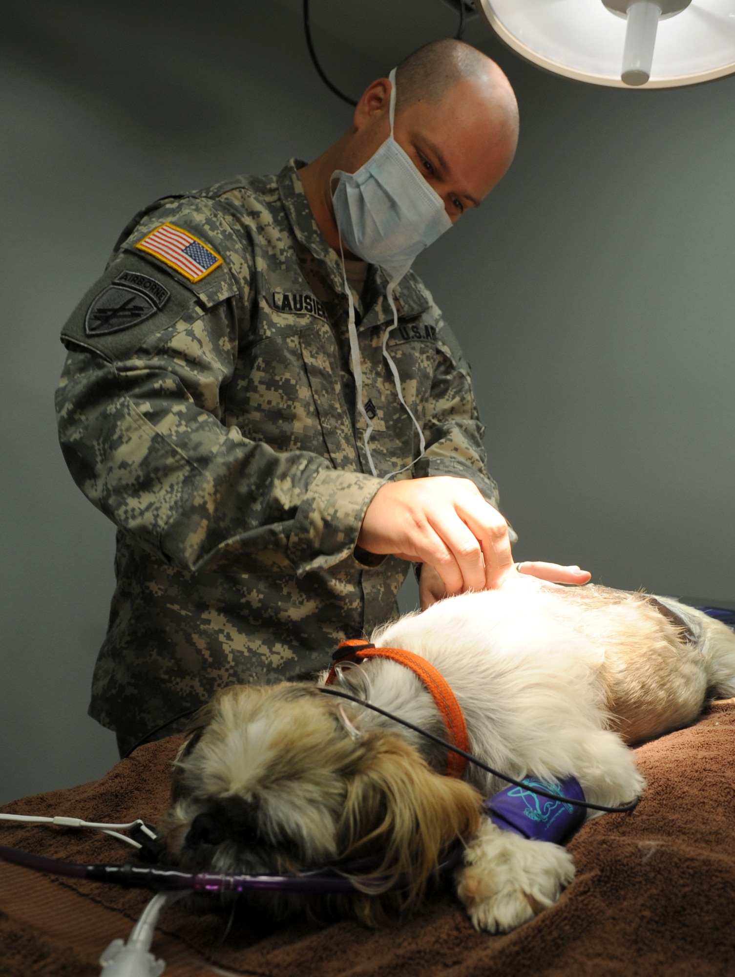 Army Staff Sgt. Travis Lausier, Veterinary Treatment Facility noncommissioned officer in charge, sanitizes a dog’s back to prepare for surgery Aug. 22, 2013, at Little Rock Air Force Base, Ark. The clinic performs routine procedures such as spays, neuters, growth removals and dental work. (U.S. Air Force photo by Staff Sgt. Caleb Pierce)