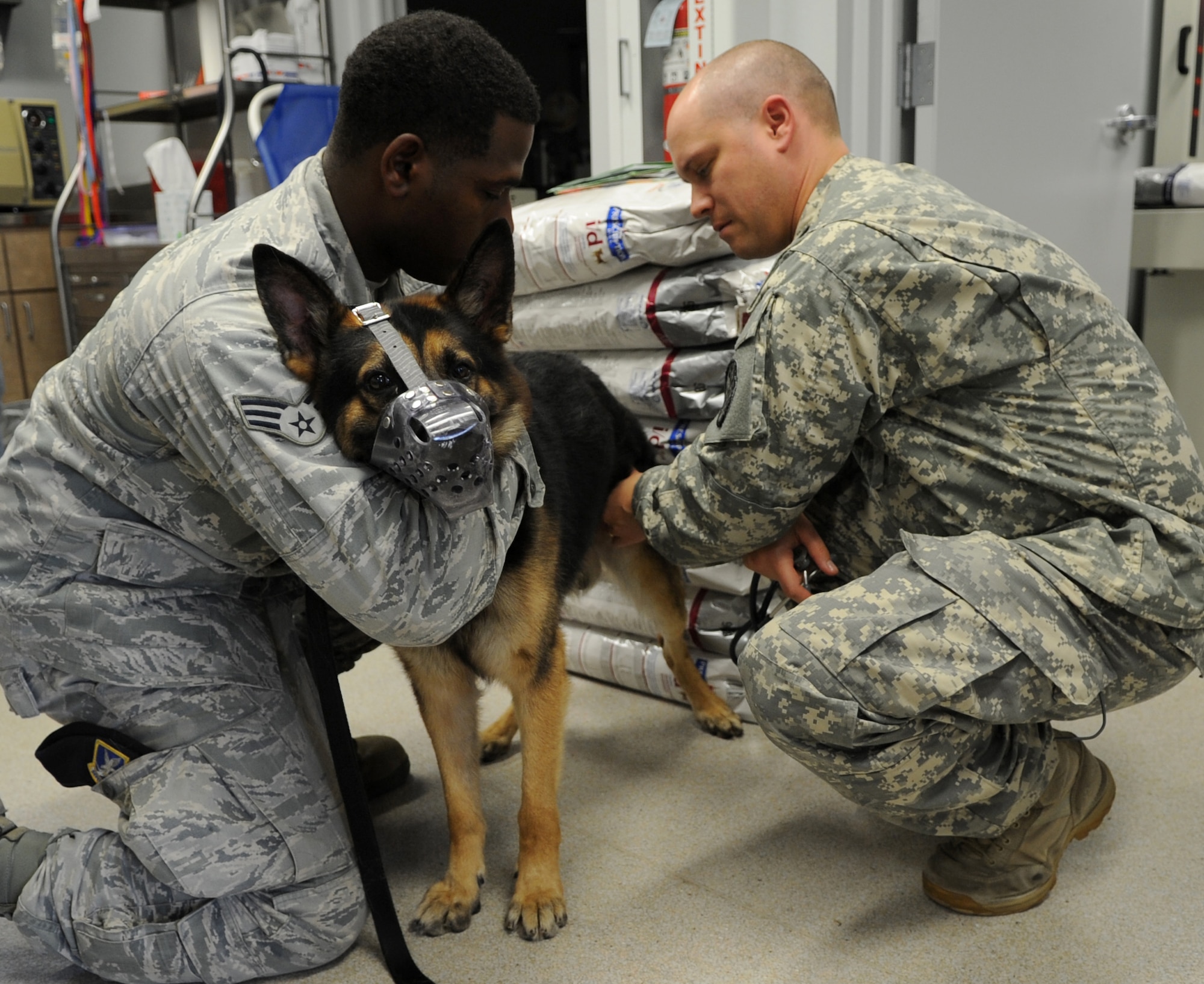 Senior Airman Muhammed Yaqeen, a 19th Security Forces Squadron K-9 handler, holds Jeck, a military working dog, while being examined by Army Staff Sgt. Travis Lausier, Veterinary Treatment Facility noncommissioned officer in charge, Aug. 21, 2013, at Little Rock Air Force Base, Ark.  The veterinarian clinic’s primary mission is to provide full medical care for the military working dogs to ensure the dogs are fully mission capable. (U.S. Air Force photo by Staff Sgt. Caleb Pierce)