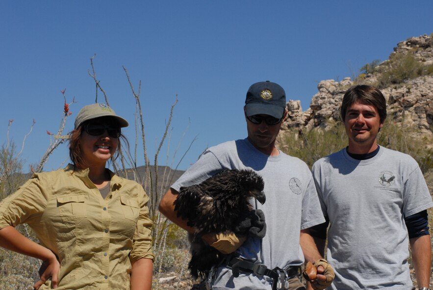 The 56th Range Management Office is a member of the interagency Southwest Bald Eagle Management Committee and a sponsor of the Arizona Bald Eagle NestWatch Program. In 2009, RMO/ESM staff (left and right) observed while a young Bald Eagle was measured, marked, and released back to its nest.