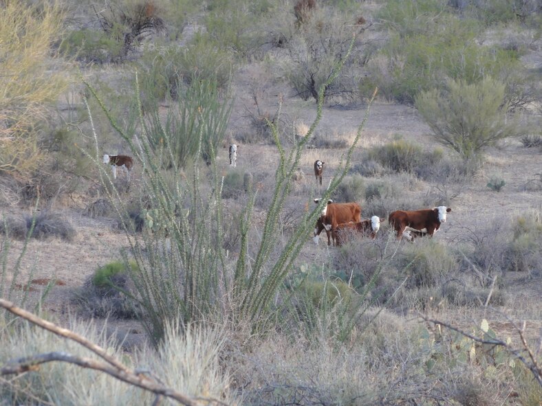Domestic animals such as cattle and burros damage the fragile Sonoran Desert ecosystem and are prohibited on the Barry M. Goldwater Range-East. These cattle trespassed into the Area B public use area from adjacent land.