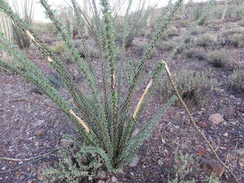Domestic animals such as cattle and burros damage the fragile Sonoran Desert ecosystem and are prohibited on the Barry M. Goldwater Range-East. This Ocotillo had its bark stripped and branches broken by a domestic, trespass burro.