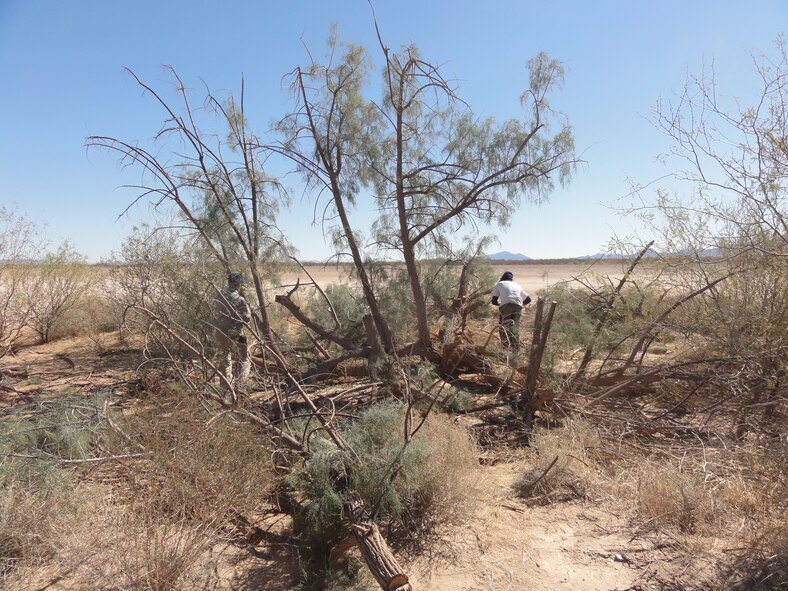 Control of exotic, invasive vegetation is a resource management priority at the Barry M. Goldwater Range-East. Here, 56 RMO/ESM cuts down a large salt cedar (Tamarisk ramosissima) in the San Cristobal Valley.  Photo: S. Prevost