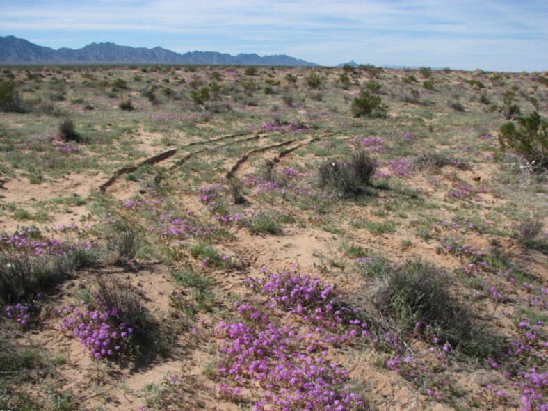 In order to maintain the natural integrity of the Barry M. Goldwater Range-East in southwestern Arizona, vehicles are prohibited from travelling off authorized roads.  Shown here are tracks made when a vehicle drove off-road across the ecologically sensitive Mohawk Dunes. 