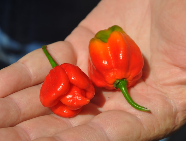 Savannah District team member William Lane holds a Moruga Trinidad Scorpion (right) and the Butch-T Trinidad Scorpion (left)—the two hottest species of pepper in the world. He grew these at his home in Pembroke, Ga.