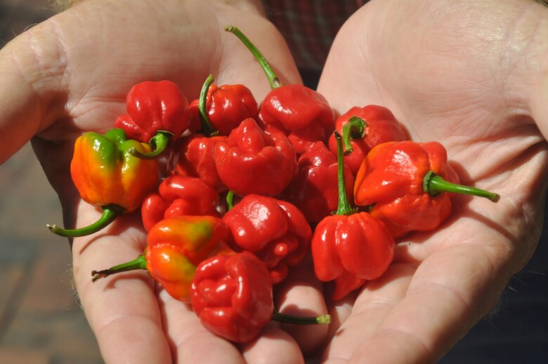 Savannah District team member William Lane displays a handful of the Moruga Trinidad Scorpion and the Butch-T Trinidad Scorpion—two of the hottest peppers in the world—that he grows at his home in Pembroke, Ga. USACE Photo by Tracy Robillard.