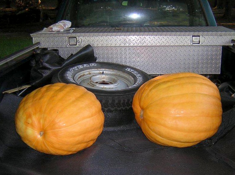 In addition to growing the world's hottest peppers, Savannah District team member William Lane grows sunflowers, watermelons, tomatoes, and pumpkins—some of which are the size of a car tire. Courtesy Photo.