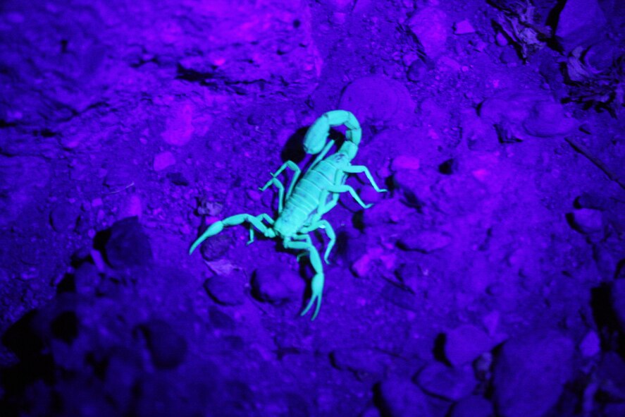Many scorpion species, like this one at the Barry M. Goldwater Range-East in Arizona, fluoresce (glow) when illuminated by ultraviolet light produced by a full moon or a black light.    Photo: R. Whittle