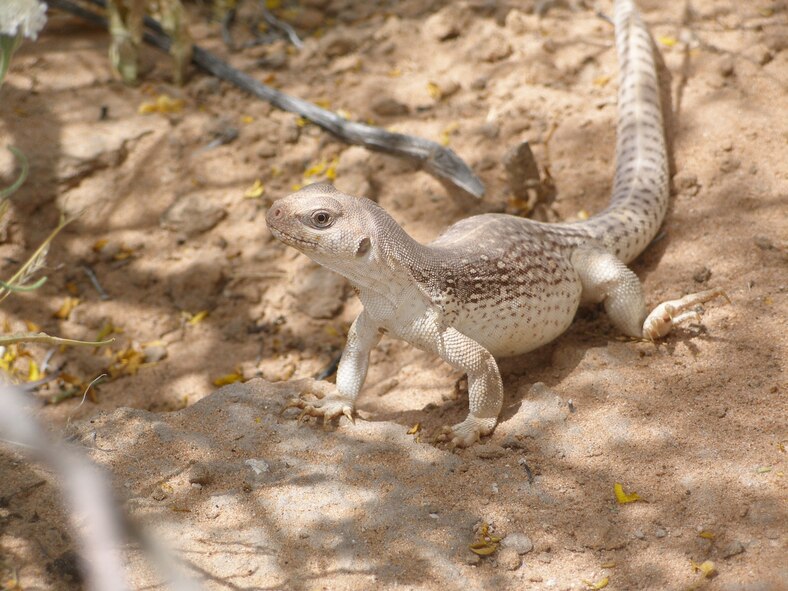 The Desert Iguana is one of the largest and most attractive lizards that occur at the Barry M. Goldwater Range-East in southwest Arizona.  