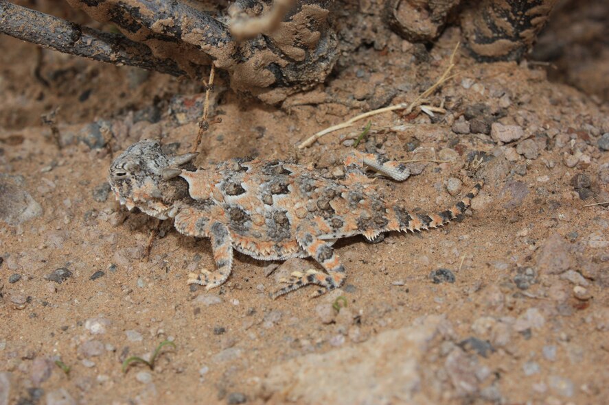 The Sonoran Desert is home to many fascinating reptiles, including this Desert Horned Lizard.   Photo: R. Whittle