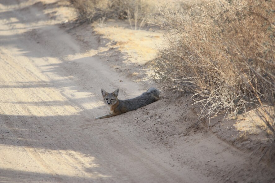 A Gray Fox enjoys some shade at the Barry M. Goldwater Range-East in Arizona.   Photo: R. Whittle