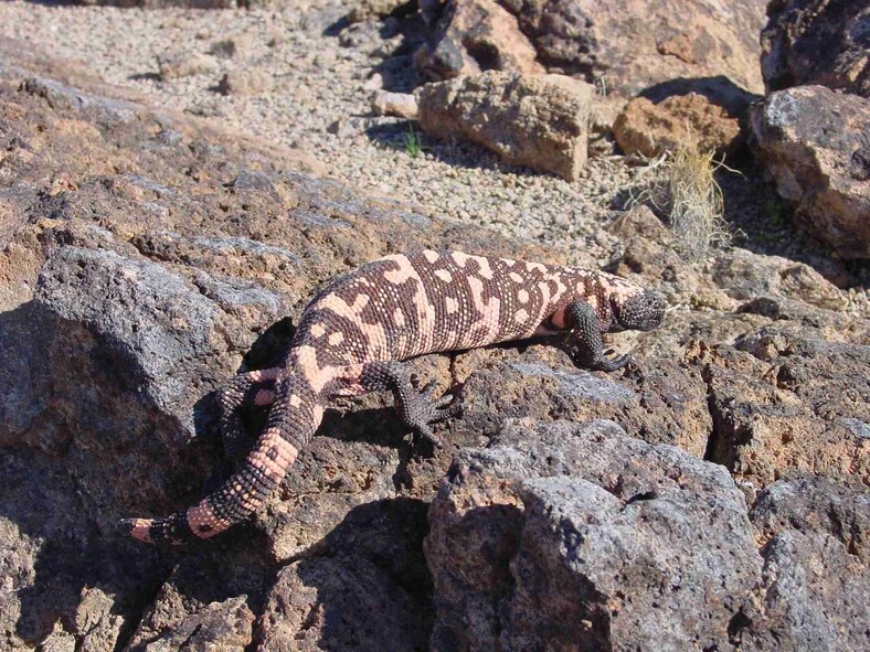 A Gila Monster at the Barry M. Goldwater Range-East in southwest Arizona.   Photo: Betsy Wirt