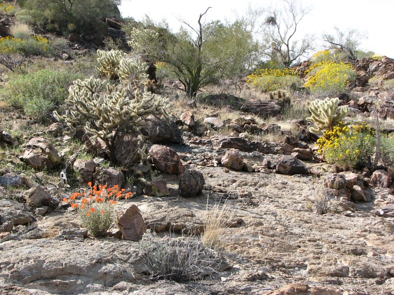 Globemallow and Brittlebush bring color to a rocky hillside at the Barry M. Goldwater Range-East in southwest Arizona.