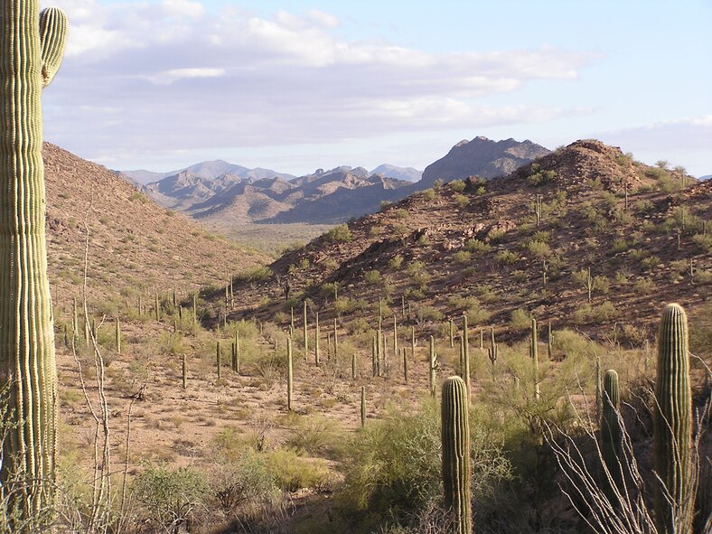 Saguaro cacti are prominent in this view of the Sonoran Desert landscape at the Barry M. Goldwater Range-East in southwest Arizona.   Photo: R. Whittle