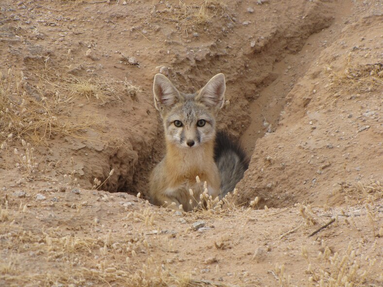 A Kit Fox at its burrow at the Barry M. Goldwater Range-East in Arizona.   Photo: A. Alvidrez