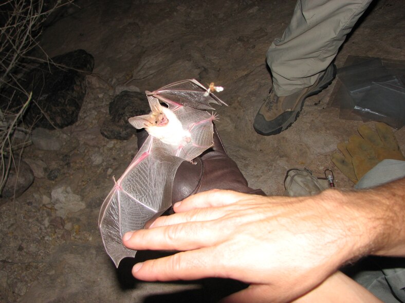 56 RMO/ESM wildlife biologists conduct inventory and monitoring studies of desert bats such as this Pallid Bat.   Photo: D. Garcia