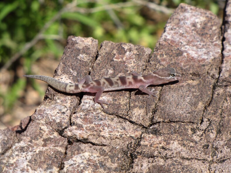 A Western Banded Gecko lounges on a rock at the Barry M. Goldwater Range-East in Arizona.  Photo: A. Alvidrez