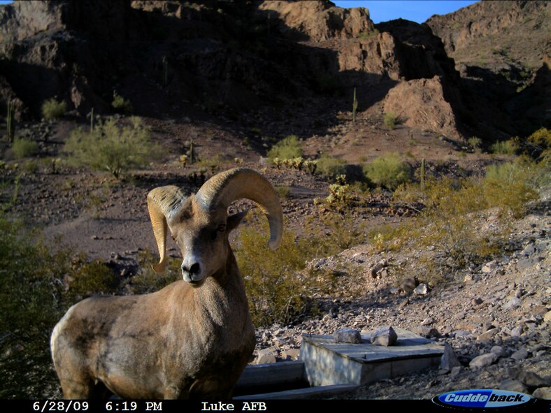 A Desert Bighorn ram visits a wildlife water at the Barry M. Goldwater Range-East in Arizona.  Photo: A. Alvidrez via motion-activated camera