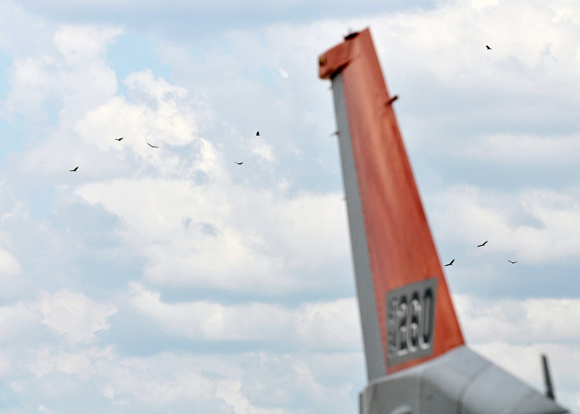 Large birds group together in the distance near the full scale aerial target runway, here Sept. 17. Efforts by the Tyndall BASH team help to minimize the risks of accidents caused by local wildlife. (U.S. Air Force photo by Staff Sgt. Javier Cruz)