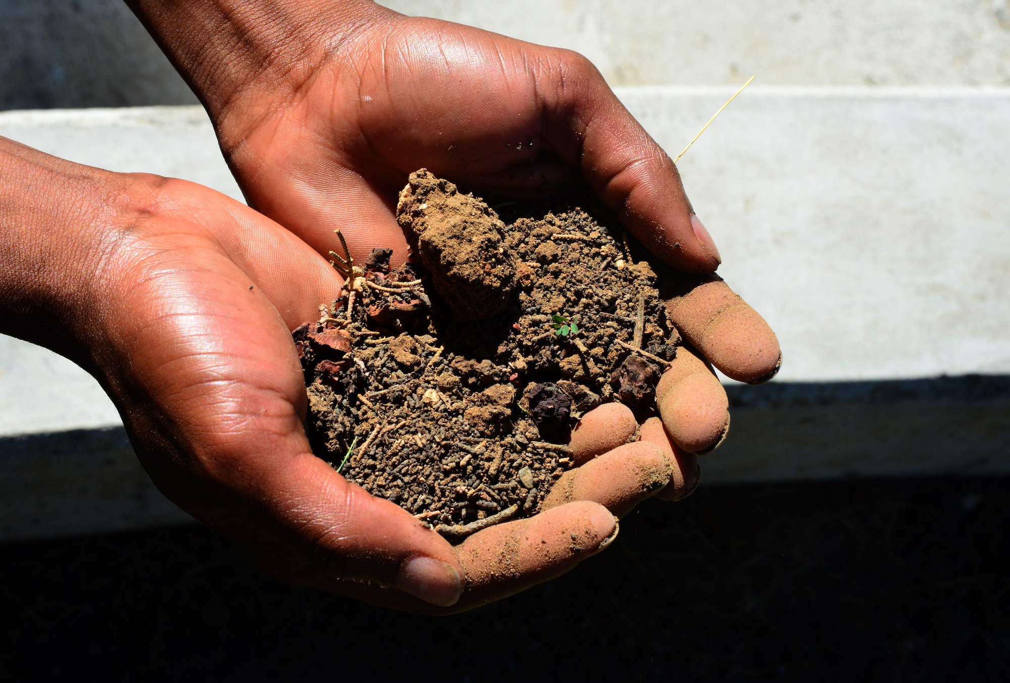 Members who are experiencing a permanent change of station should be aware of pest that may accompany them unknowingly. Pest, like the nematode, cost millions of dollars annually in losses from infested trees. (U.S. Air Force photo by Tech. Sgt. Dallas Edwards/ Released)