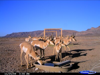 A group of endangered Sonoran Pronghorn, including a radio-collared buck, visit a wildlife water at the Barry M. Goldwater Range-East in Arizona.  Photo: A. Alvidrez via motion-activated camera