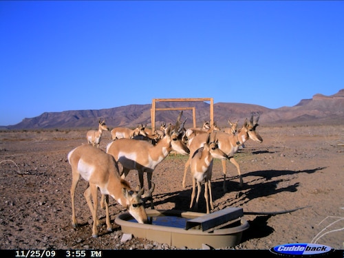A group of endangered Sonoran Pronghorn, including a radio-collared buck, visit a wildlife water at the Barry M. Goldwater Range-East in Arizona.  Photo: A. Alvidrez via motion-activated camera