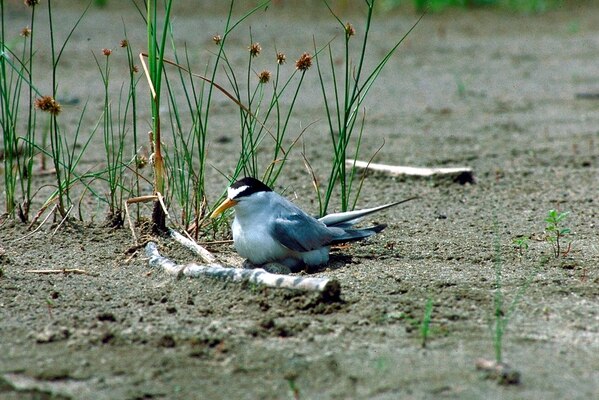 The interior least tern, an endangered species.
