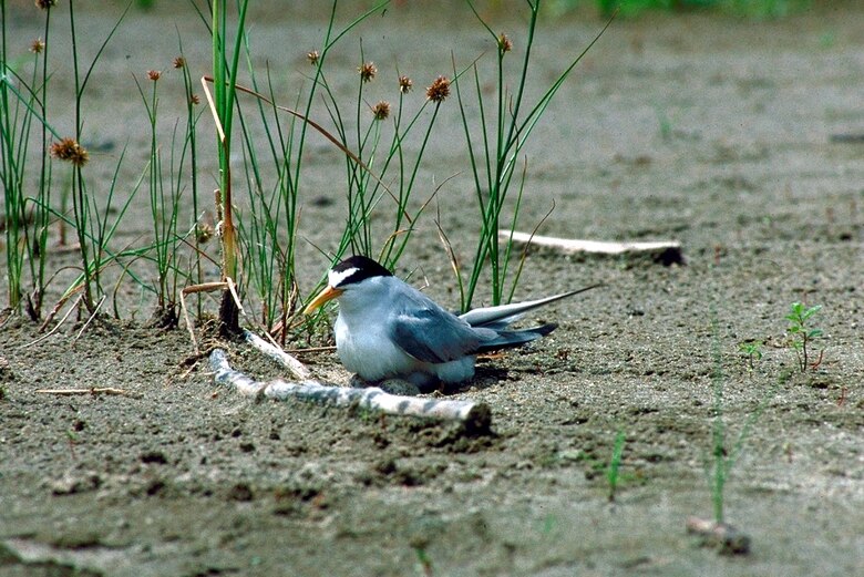 The interior least tern, an endangered species.
